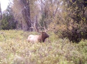 A large elk with impressive antlers stands in tall grass and bushes at Corps of Discovery Ranch, surrounded by trees with autumn foliage.