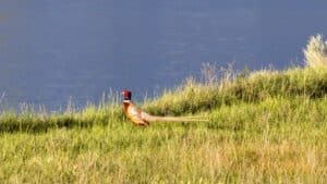 A pheasant with a colorful head and long tail stands in tall green grass near the edge of a calm blue body of water at the scenic Corps of Discovery Ranch.