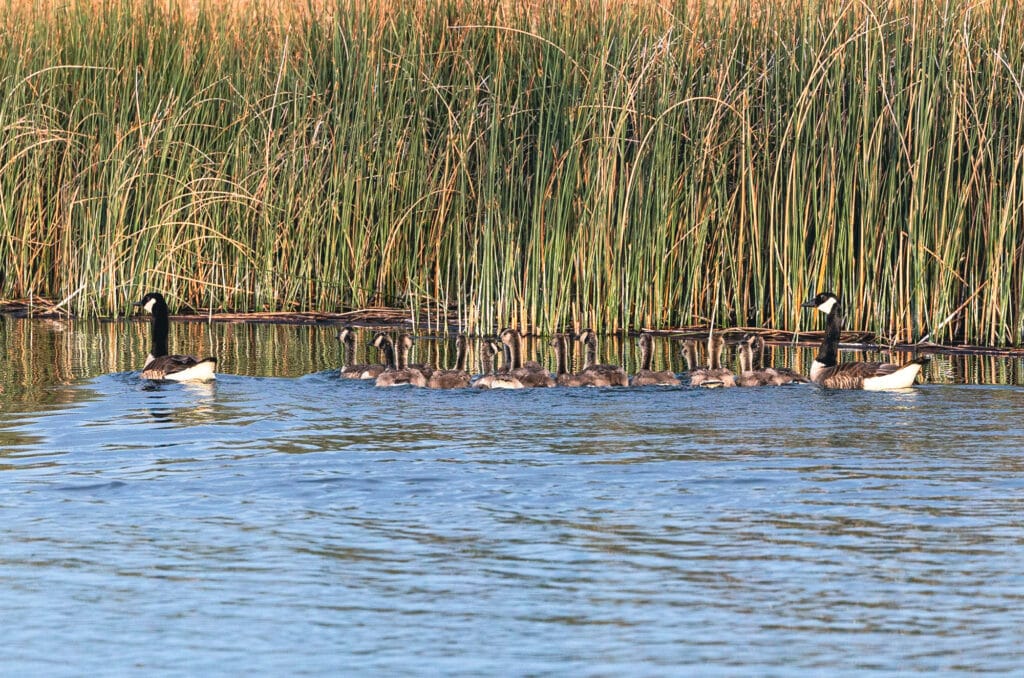 A group of geese, including adults and goslings, swim together in a line on a calm body of water near tall reeds at Corps of Discovery Ranch.