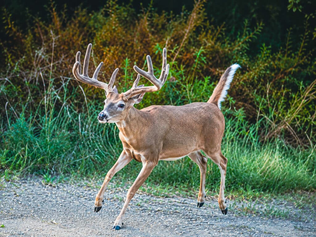 A white-tailed deer with large antlers walks on a gravel path at Corps of Discovery Ranch, surrounded by green vegetation and bushes in a natural outdoor setting.