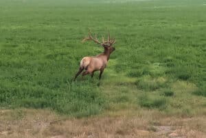 A large elk with prominent antlers stands in a lush green field at Discovery Ranch, looking to the left. The grass is dense and vibrant, with a patch of brown grass in the foreground.