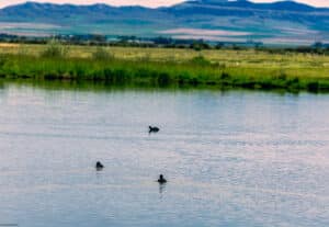 Three ducks swim on a calm lake with green grass along the shoreline and mountains in the background under a blue sky, echoing the serene landscapes once explored by the Corps of Discovery.