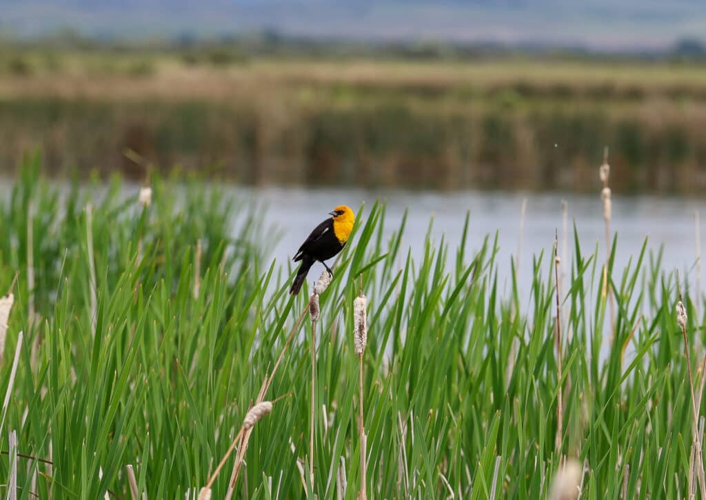 A yellow-headed blackbird perches on tall green reeds beside a calm body of water at the edge of a ranch, with blurred wetlands and distant hills visible in the background—evoking scenes reminiscent of the landscapes once explored by the Corps of Discovery.