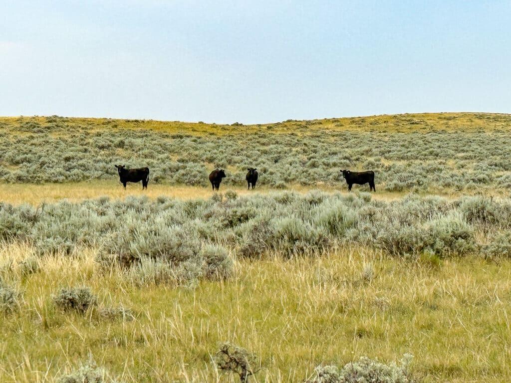 Four black cows stand in a grassy field with sagebrush under a pale blue sky at Antelope Springs Ranch, surrounded by rolling hills and open prairie landscape.