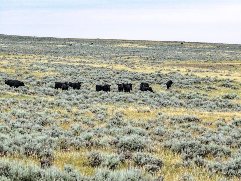 A group of black cows stands among low green shrubs in a wide, open grassland under a cloudy sky at Antelope Springs Ranch.