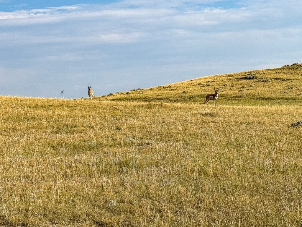 Two antelope stand far apart on a vast, golden grassy hill beneath the wide blue sky with light clouds at Antelope Springs Ranch. The landscape is open, serene, and sunlit.