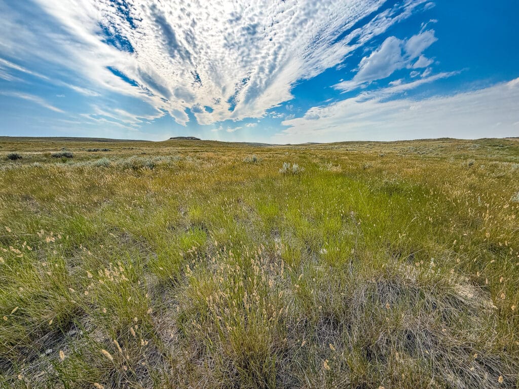 Grassy prairie landscape under a dramatic blue sky with scattered clouds. The horizon is flat with distant hills, and sunlight highlights the tall green and yellow grasses of Antelope Springs Ranch.