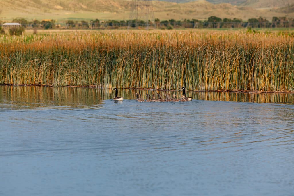 Two adult geese and several goslings swim in a calm body of water at Corps of Discovery Ranch, surrounded by tall reeds and grass, with distant hills in the background.