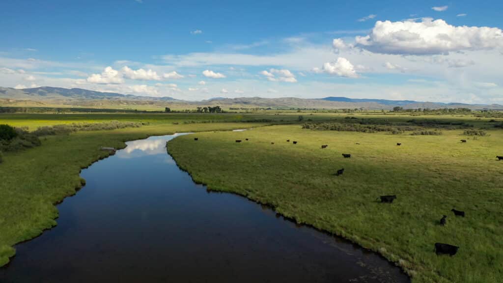 A winding river flows through a grassy plain with scattered black cattle grazing, reminiscent of the vast landscapes explored by the Corps of Discovery, with distant mountains under a blue sky and white clouds in the background.