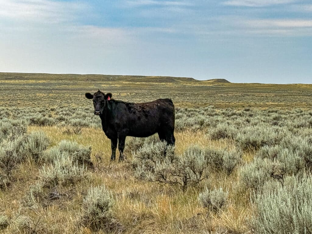 A black cow stands in a field of tall grass and sagebrush under a partly cloudy sky at Antelope Springs Ranch, with distant hills in the background.