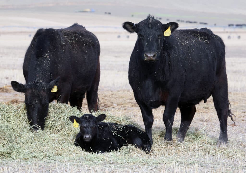 Three black cows, two standing and one lying down, graze on dry hay in a field. All have yellow ear tags, typical of FFA market animals or 4-H livestock projects prepared for the fair. The background shows more open field with blurred cows in the distance.