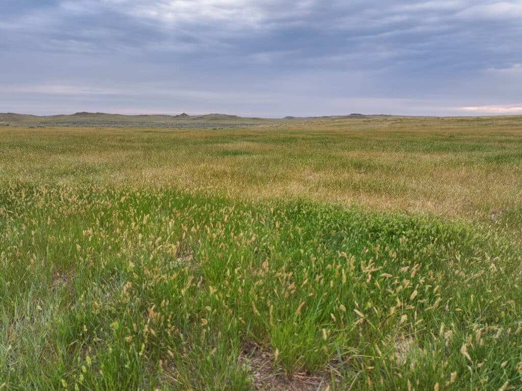 Vast grassland under a cloudy sky, with distant low hills on the horizon and a mix of green and yellow grasses in the foreground, reminiscent of the sweeping landscapes found at Antelope Springs Ranch.