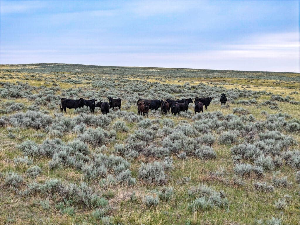 A herd of black cows stands in the middle of a wide, grassy field with scattered sagebrush under a cloudy blue sky at Antelope Springs Ranch.