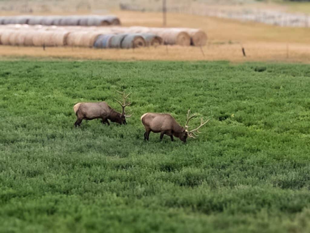 Two elk with large antlers graze in a lush green field at Corps of Discovery Ranch, with hay bales and a fence visible in the blurry background.