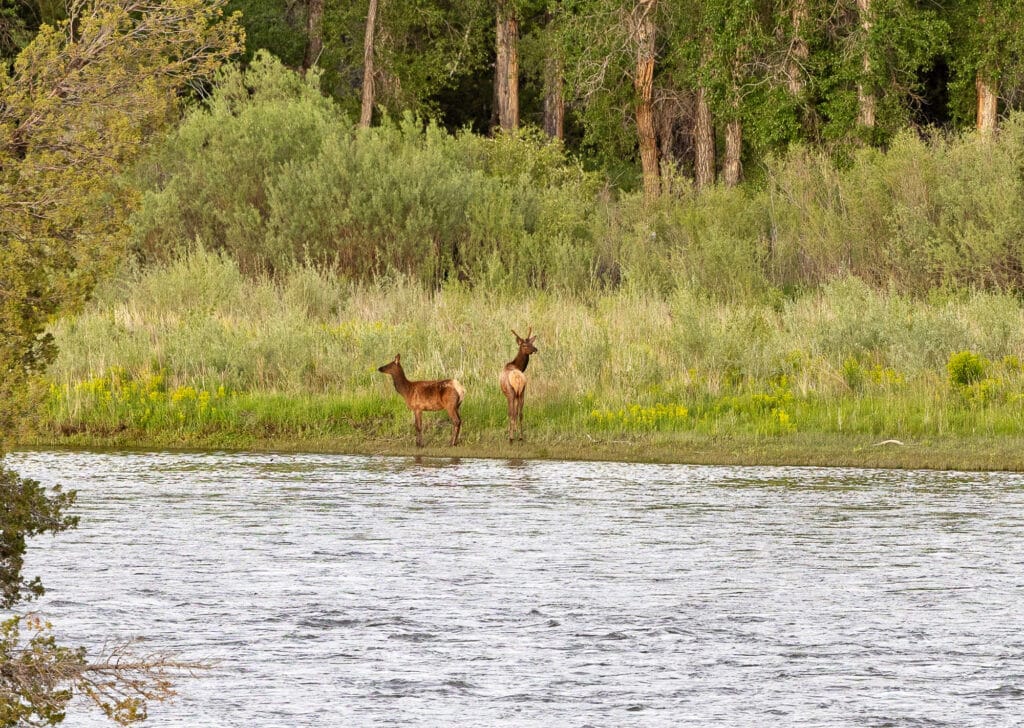 Two deer stand at the edge of a river on Corps of Discovery Ranch, surrounded by green grass and dense trees in the background, with water in the foreground.