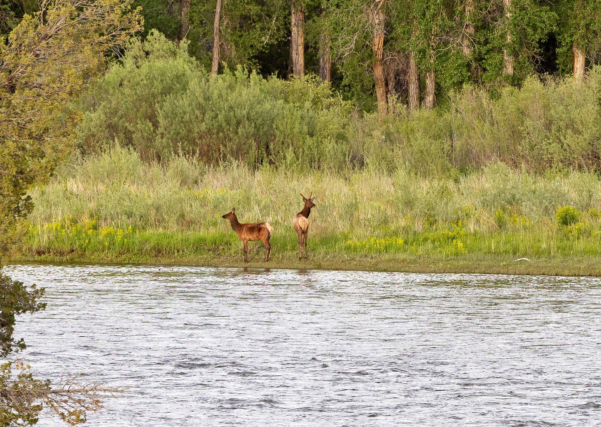 Two deer stand at the edge of a river on Corps of Discovery Ranch, surrounded by green grass and dense trees in the background, with water in the foreground.