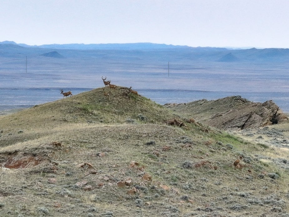 Several antelope stand atop a grassy hill at Antelope Springs Ranch, surrounded by a vast, open landscape with distant mountains and a mostly clear sky in the background.