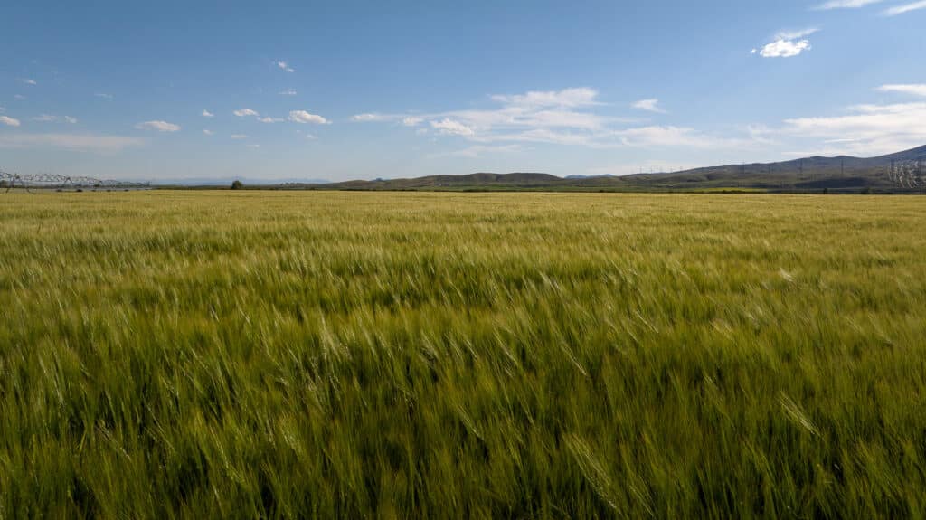 A vast green field of tall grass stretches under a blue sky with scattered clouds, set against distant hills and the mountains on the horizon—an idyllic landscape reminiscent of the expansive beauty found at Corps of Discovery Ranch.