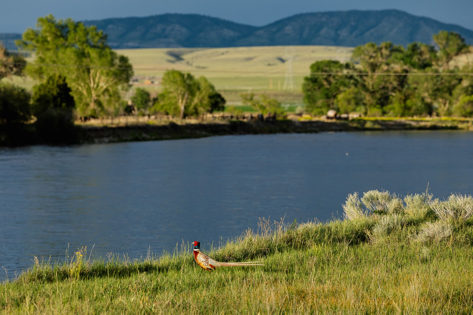 A pheasant stands on the grassy riverbank of Discovery Ranch, with water, trees, and distant mountains in the background under a cloudy sky.