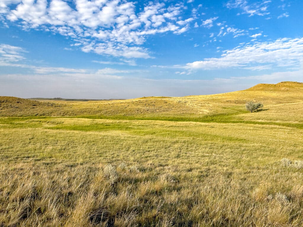 Rolling grassy hills under a blue sky with scattered clouds, featuring a single tree on the right side. The sun casts light across the landscape, creating bright and shadowy patches on the golden fields of Antelope Springs Ranch.