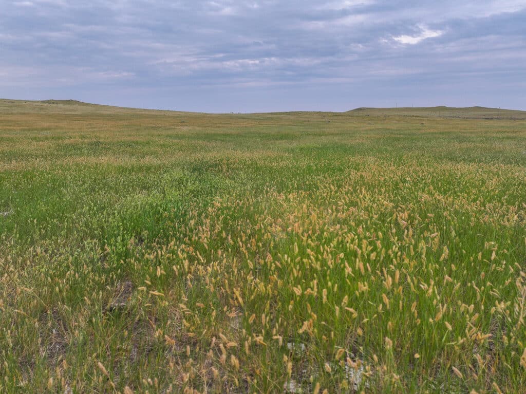 A wide, grassy plain stretches to the horizon under a mostly cloudy sky at Antelope Springs Ranch, with tufts of yellow-green grasses covering the gently rolling landscape.