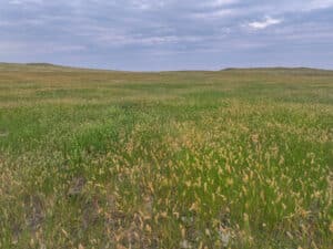 A wide, grassy plain stretches to the horizon under a mostly cloudy sky at Antelope Springs Ranch, with tufts of yellow-green grasses covering the gently rolling landscape.