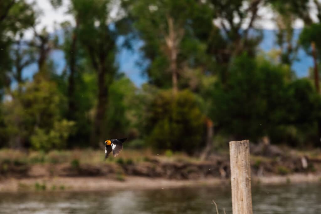 A bird with an orange and black head flies low over a river at Discovery Ranch, with blurred green trees and a wooden post in the background.