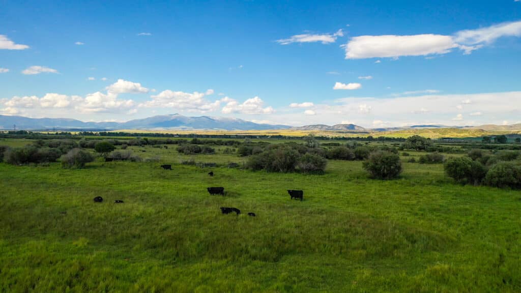 A green pasture with scattered bushes and grazing black cattle stretches across the Corps of Discovery Ranch, under a blue sky with clouds. Mountains are visible in the distant background.