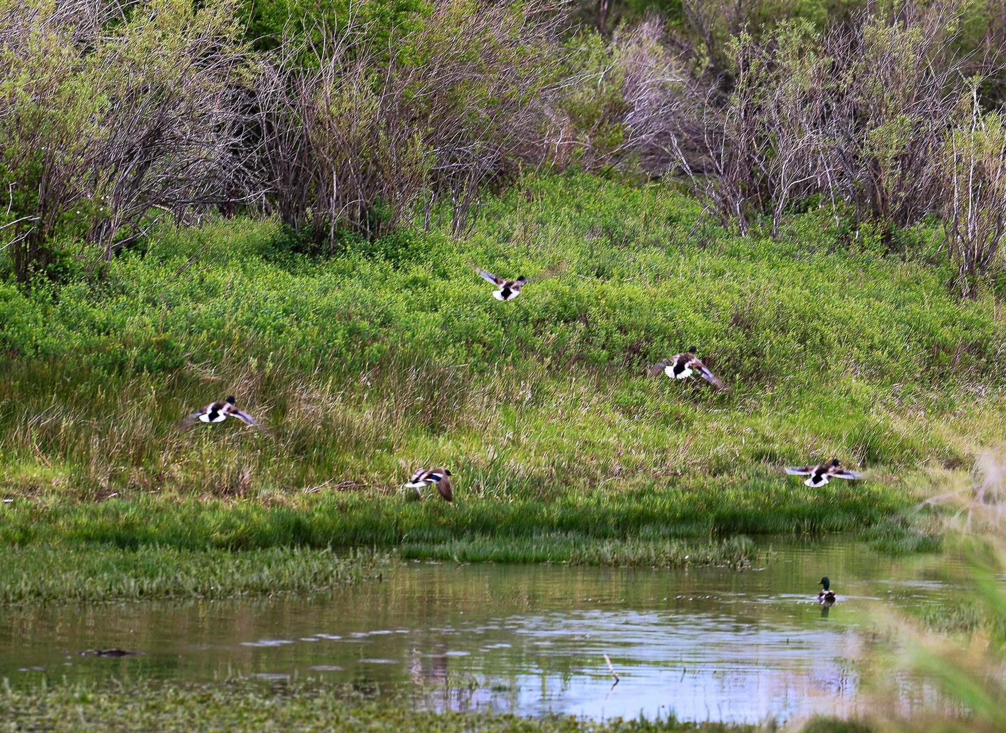 Five ducks are flying above the grassy wetland near bushes at Discovery Ranch, while one duck swims in the water below. The landscape is lush and green with dense vegetation and a reflective pond in the foreground.