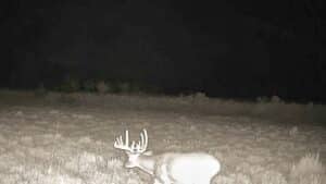 A deer with large antlers stands in a grassy field at night on the Corps of Discovery Ranch, captured by a trail camera with a flash. Shrubs and darkness fill the background.