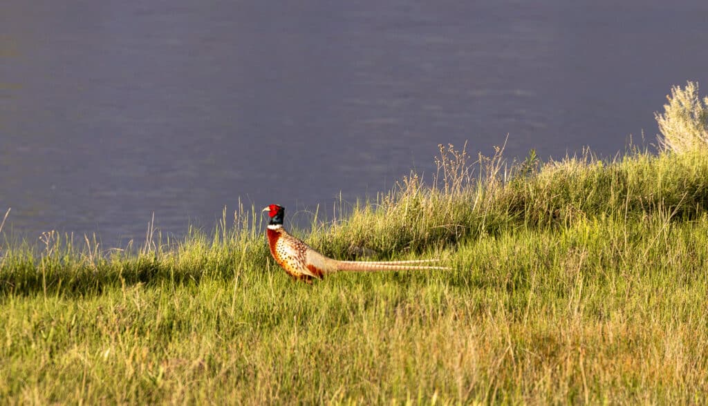 A colorful pheasant stands in tall green grass near the edge of a calm body of water at Corps of Discovery Ranch, with sunlight highlighting its vibrant feathers.