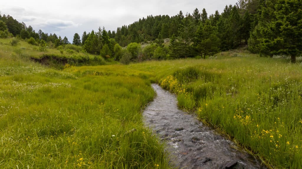A narrow stream winds through a lush, green meadow with wildflowers and dense pine trees under a cloudy sky at Battle Mountain Ranch.