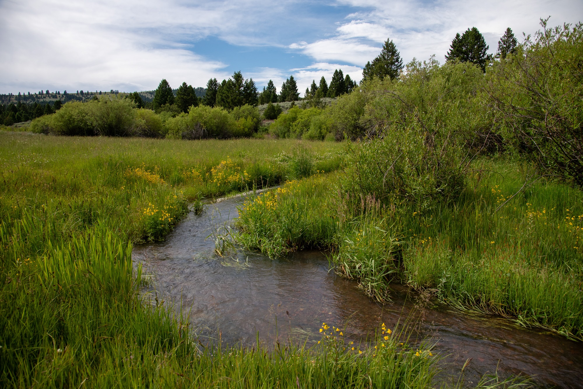 A small creek winds through a grassy meadow filled with yellow wildflowers at Battle Mountain Ranch, surrounded by green shrubs and trees under a partly cloudy blue sky.