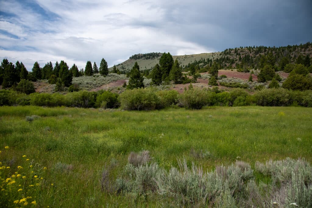 Grassy meadow with wildflowers in the foreground at Battle Mountain Ranch, dense green shrubs and pine trees in the middle, and a cloudy sky over a tree-covered hill in the background.