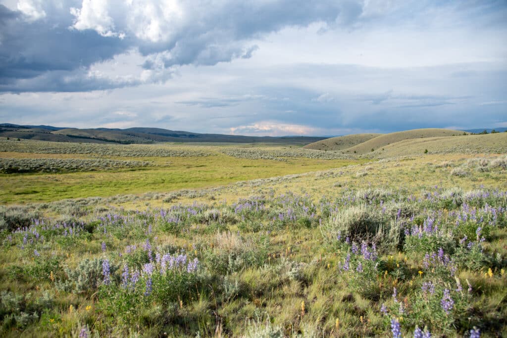 Rolling grassy hills under a cloudy sky with patches of purple wildflowers in the foreground stretch into the distance at Battle Mountain Ranch.