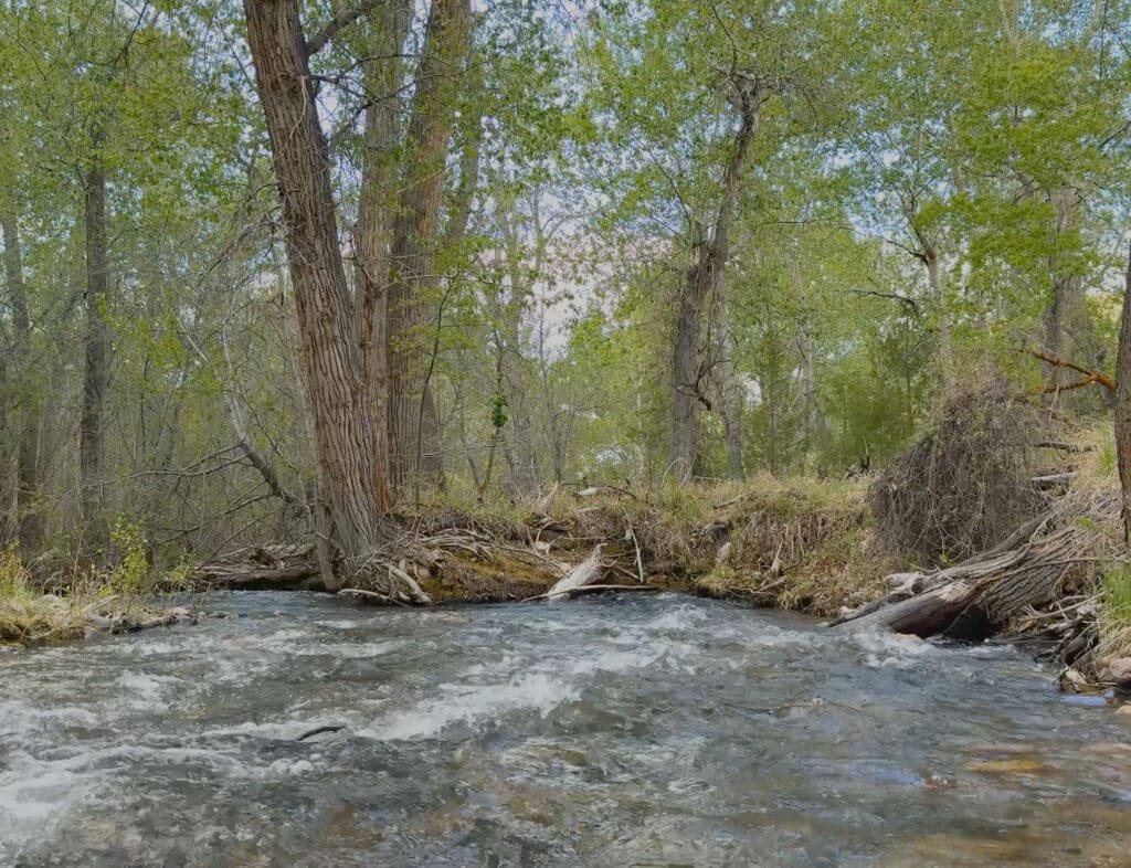 A fast-flowing stream, known as Wisconsin Creek, runs through a forest with tall trees and lush green foliage. The water appears clear, with some whitewater visible, and the sky is partly visible through the leaves.