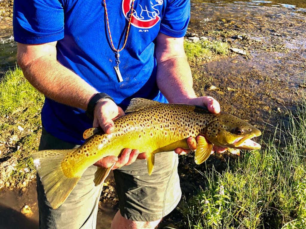 Person wearing a blue shirt holds a large, brown, spotted fish with both hands near the scenic Rock Creek Meadows riverbank, with grass and water visible in the background.