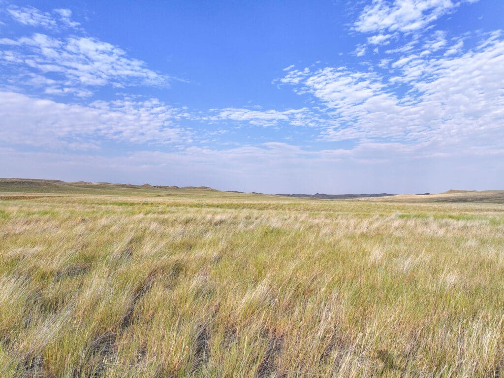 A vast grassland stretches under a blue sky with scattered clouds, ideal for cattle farming, with low hills visible on the horizon.