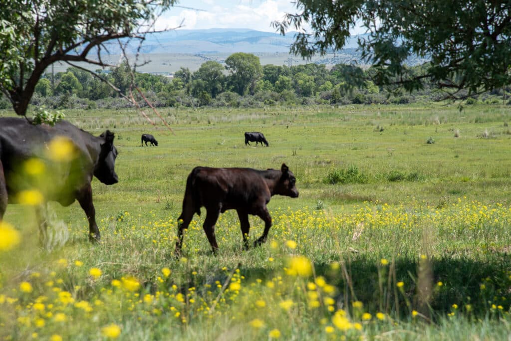 Several black cows graze in a grassy field filled with yellow wildflowers, part of a cow-calf operation. Trees provide shade, and mountains rise in the distance under a partly cloudy sky.