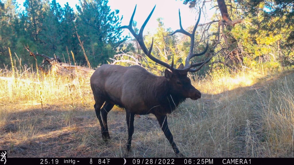 A large elk with antlers walks through dry grass in a sunlit Elkhorn sanctuary forest. Trees and branches are visible, with a timestamp showing 09/28/2022, 06:25PM.