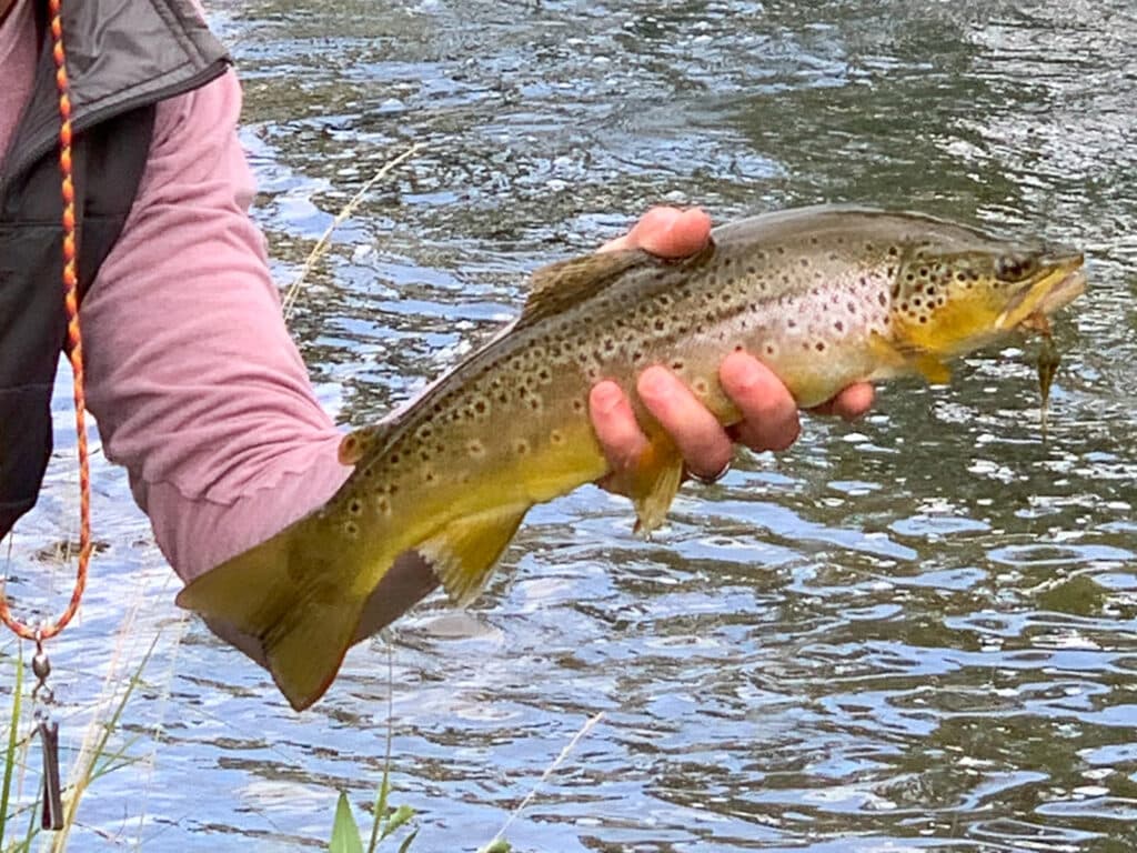 A person in a pink sleeve holds a brown trout above Rock Creek Meadows, with water and grass visible in the background.