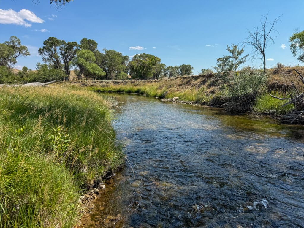 A clear, shallow stream flows through grassy banks with green trees under a bright blue sky along the Rock Creek trail. Some dried branches and shrubs line the right bank.