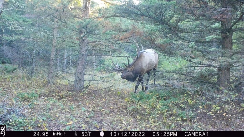 A large elk with antlers stands in a forest clearing at Elkhorn sanctuary, surrounded by trees and foliage. The image includes a timestamp and weather data at the bottom.