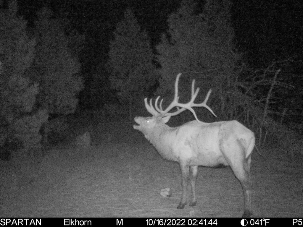 A large elk with antlers stands on a forest path at night in Elkhorn Sanctuary, caught by a trail camera. Trees are visible in the background, with camera data shown at the bottom of the image.