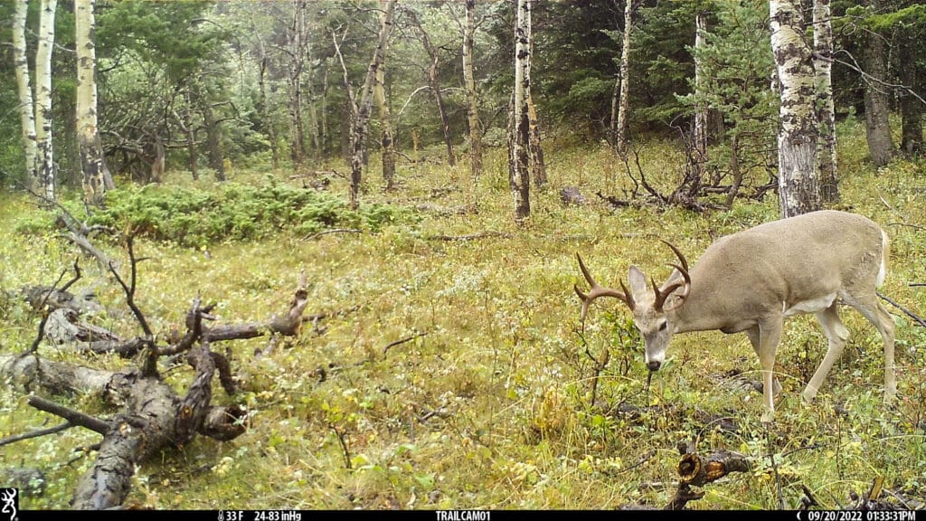 A large mule deer with antlers grazes in a grassy, wooded area at Elkhorn sanctuary. Fallen branches and birch trees surround the deer, with dense green foliage filling the background.