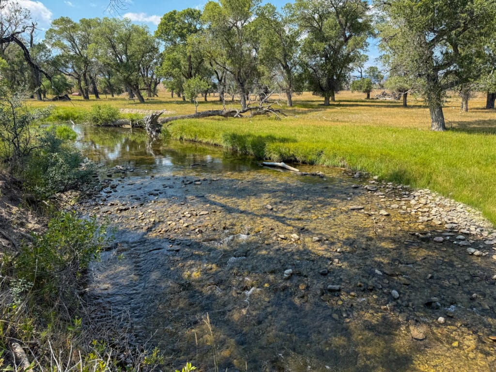 A clear, shallow stream flows over rocks through a grassy area with scattered trees under a blue sky in Rock Creek Meadows. Some fallen branches lie near the water.