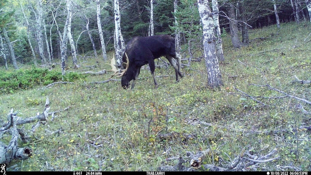 A large moose with antlers grazes in a grassy, wooded area at Elkhorn sanctuary, surrounded by trees and scattered branches. The scene is captured by a trail camera in daylight.