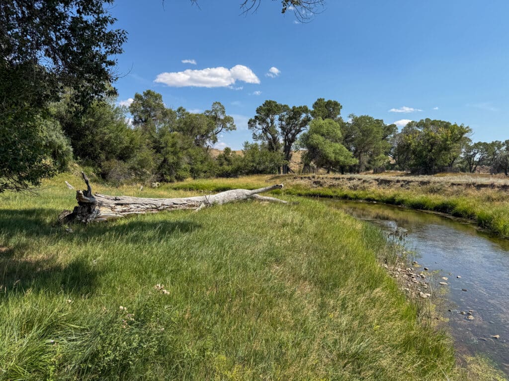 A fallen tree lies on green grass beside a winding creek—perhaps part of the tranquil landscape found along Rock Creek 40—with leafy trees and a blue sky with a few clouds in the background.