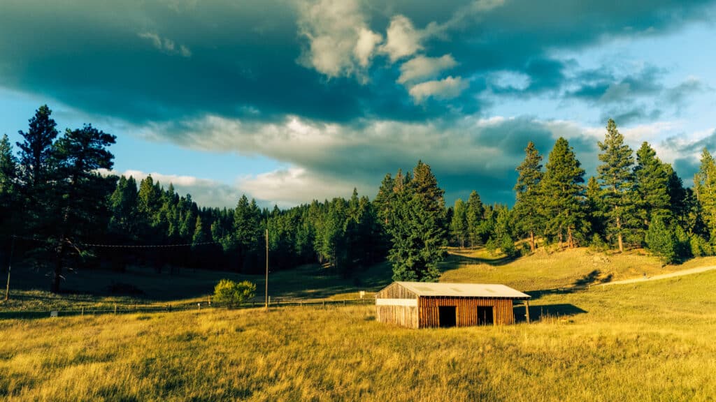 A small wooden shed sits in a grassy field at Elkhorn nature reserve, surrounded by tall pine trees under a dramatic sky with sunlight breaking through the clouds.