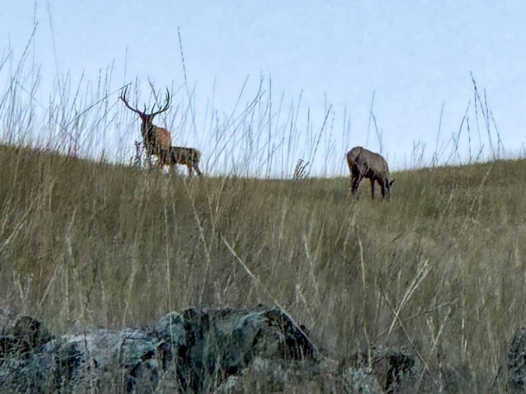A bull elk with large antlers and a cow elk stand in the tall, dry grass of the Elkhorn nature reserve hillside.